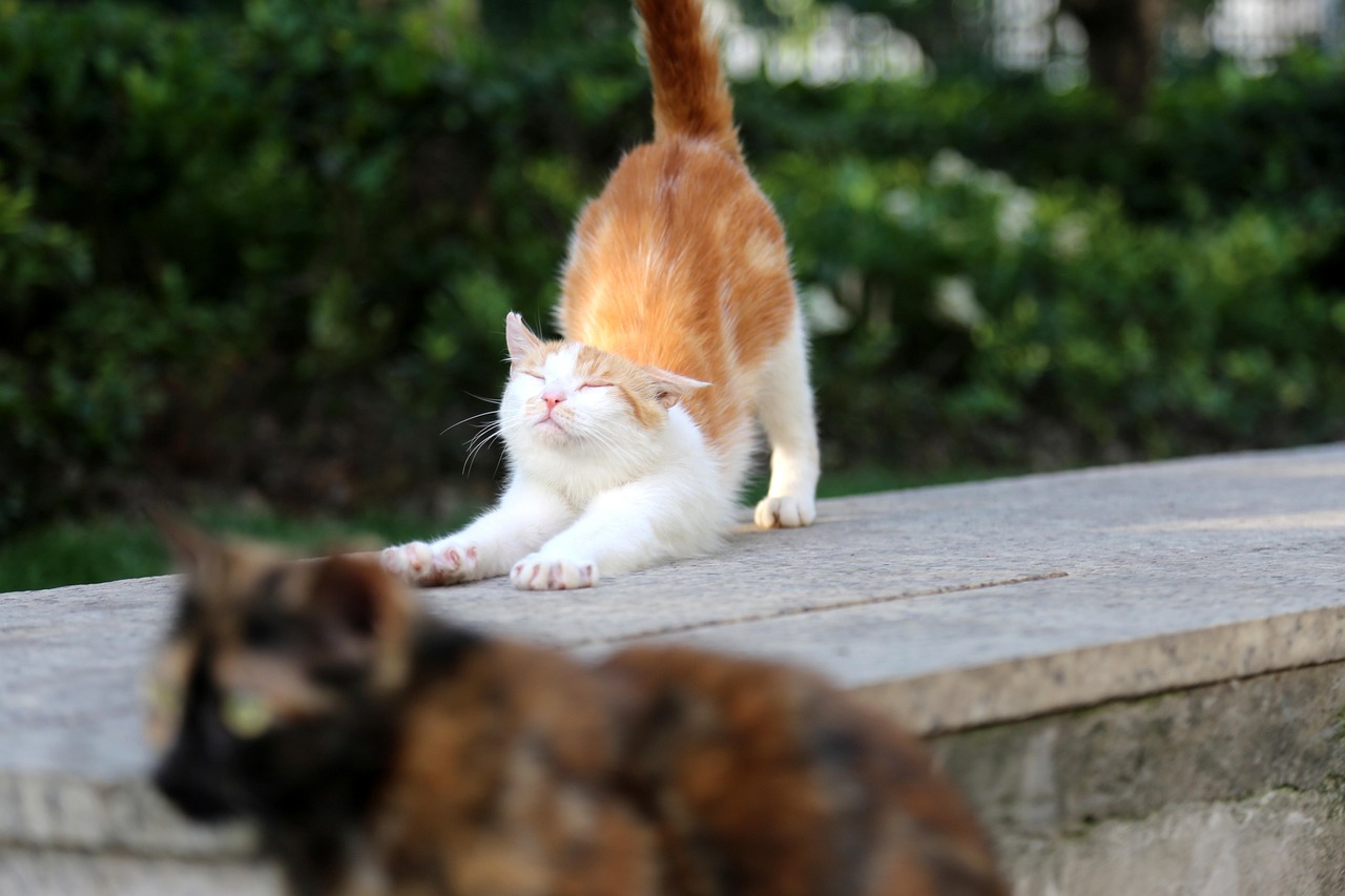 ストレッチする猫